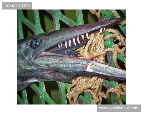 深海动物的奇异魅力：揭秘深海中最奇特的生物及其在极端环境中的生存之道